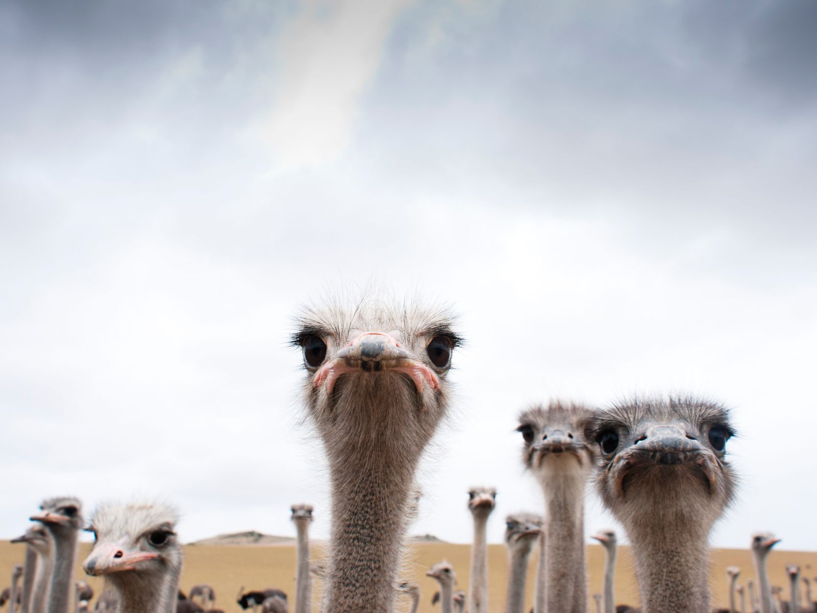 A Wedding-Info Card from an Alternate Universe Where Ostriches Recently Learned to Fly